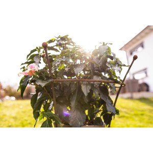 Unbeschichtete Eleo Pflanzenstütze Grosetto 68 cm im Garten mit blühender Pflanze.