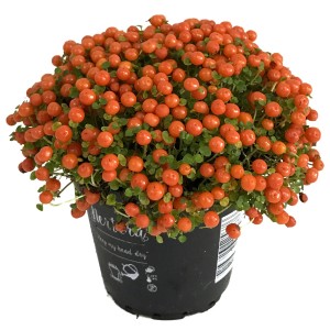 Korallenbeere Astrid im Topf mit leuchtend orangefarbenen Beeren.