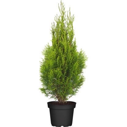Thuja: Grundlagen zur immergrnen Heckenpflanze | OBI