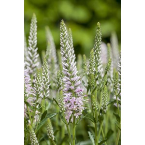 Ähriger Ehrenpreis (Veronica spicata) mit zarten, rosa Blütenähren im Gartenbeet.