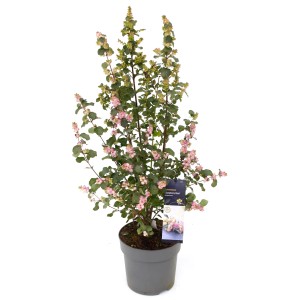 Schneebeere 'Symphony' im Topf, ca. 40-60 cm hoch, mit rosa Beeren.