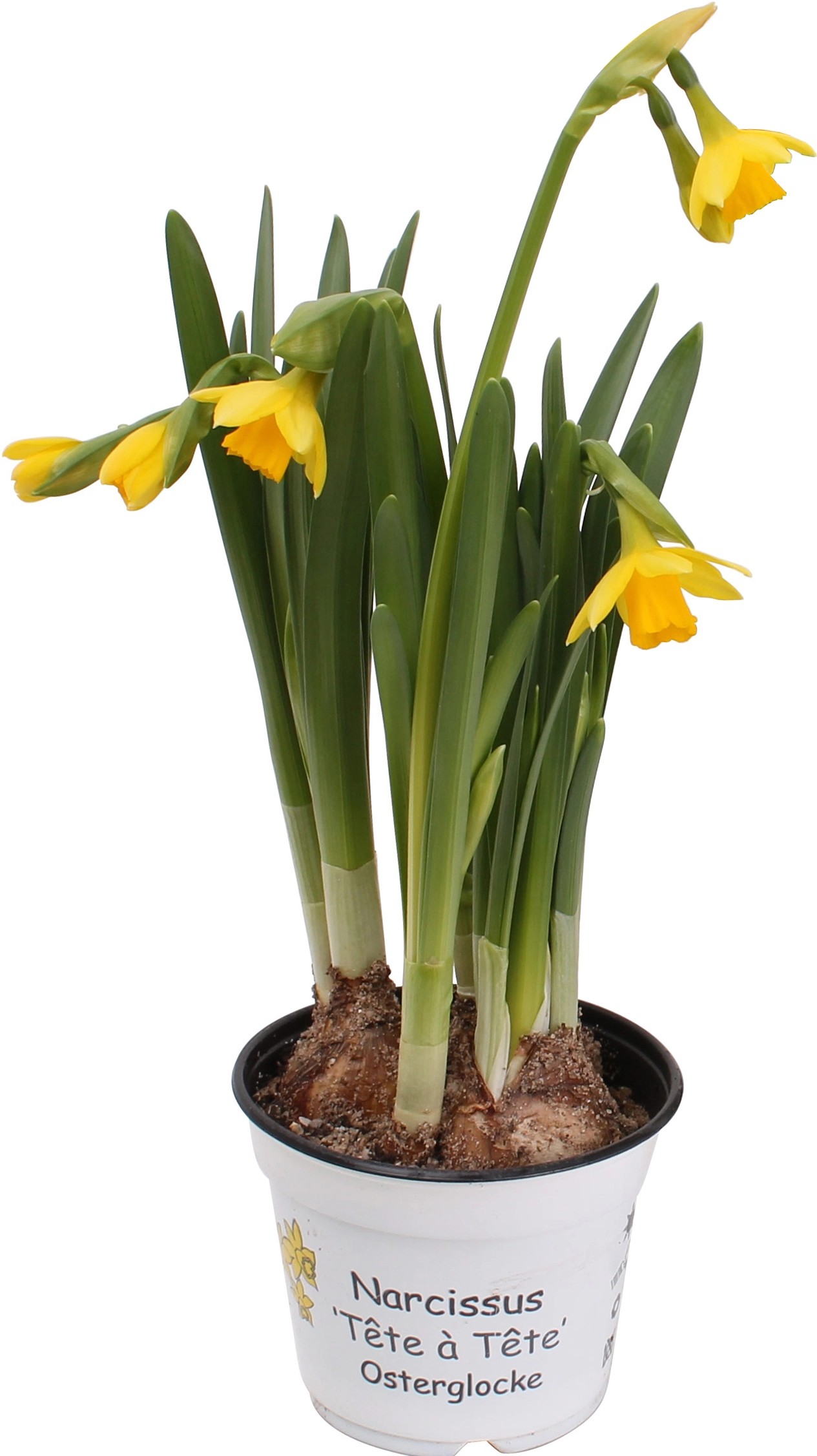 AlpenveilchenNarzisse "Tete a Tete" versch. Farben TopfØ ca. 9 cm