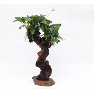Dennerle Aquariumpflanze Mbuna Groß mit Anubias Nana auf Wurzelholz, ca. 5cm hoch.