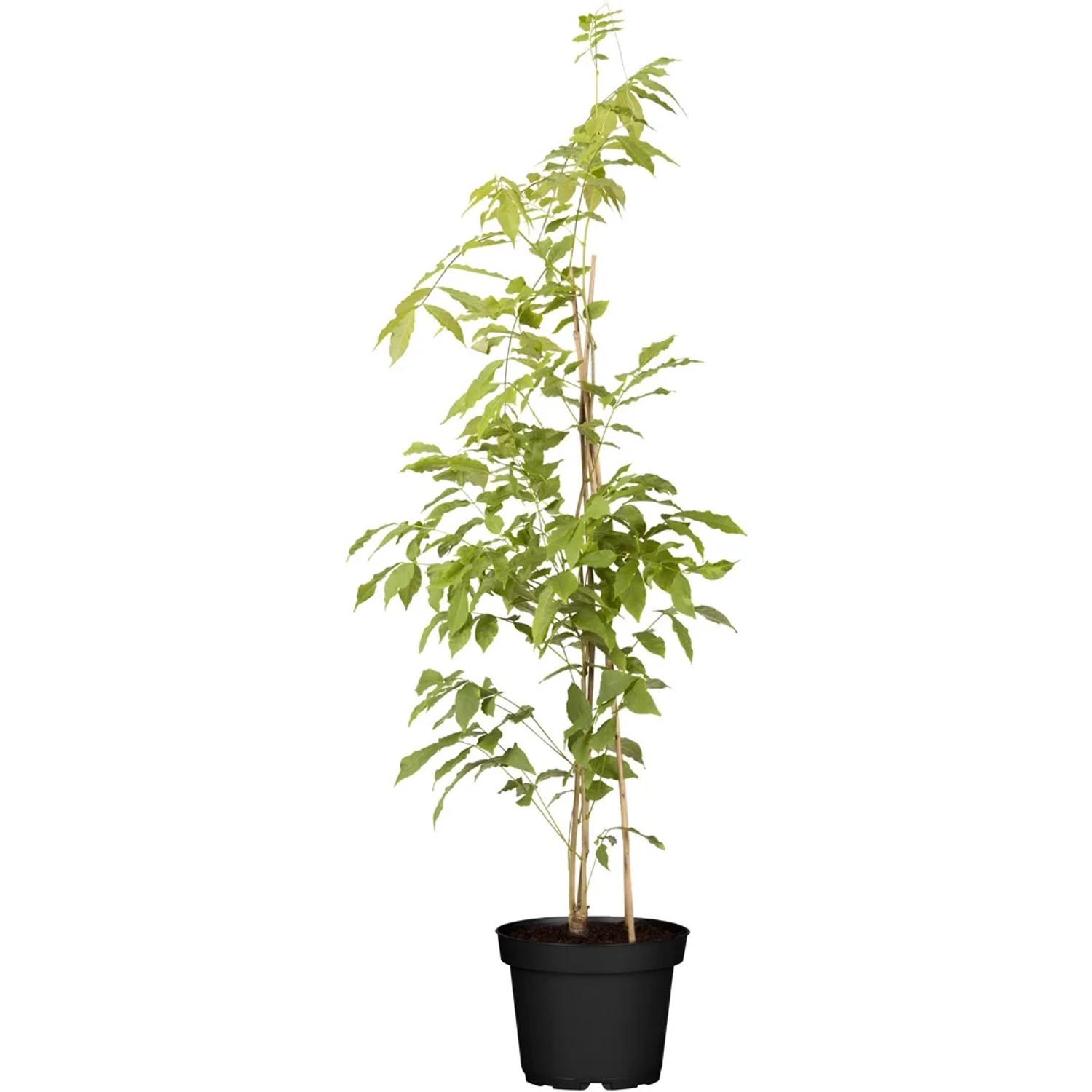 bonsai nutrients Buy Liquid Bonsai Fertilizer for Sale main image 0
