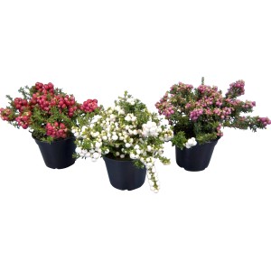 Torfmyrte in verschiedenen Farben (rot, weiß, rosa) im Topf.