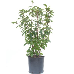 Winterschneeball Chales Lamont im Topf, ca. 50-60cm hoch. Winterharte Gartenpflanze mit grünen Blättern.