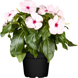 Catharanthe Rosa im Topf, eine blühende Sommerpflanze mit rosa Blüten und grünen Blättern.