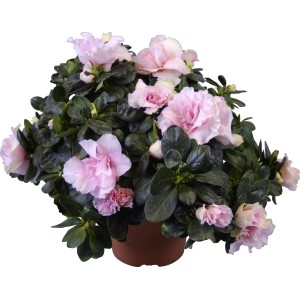 Zimmer-Azalee Mix im Topf, rosa Blüten und grüne Blätter. Dekorative Zimmerpflanze.