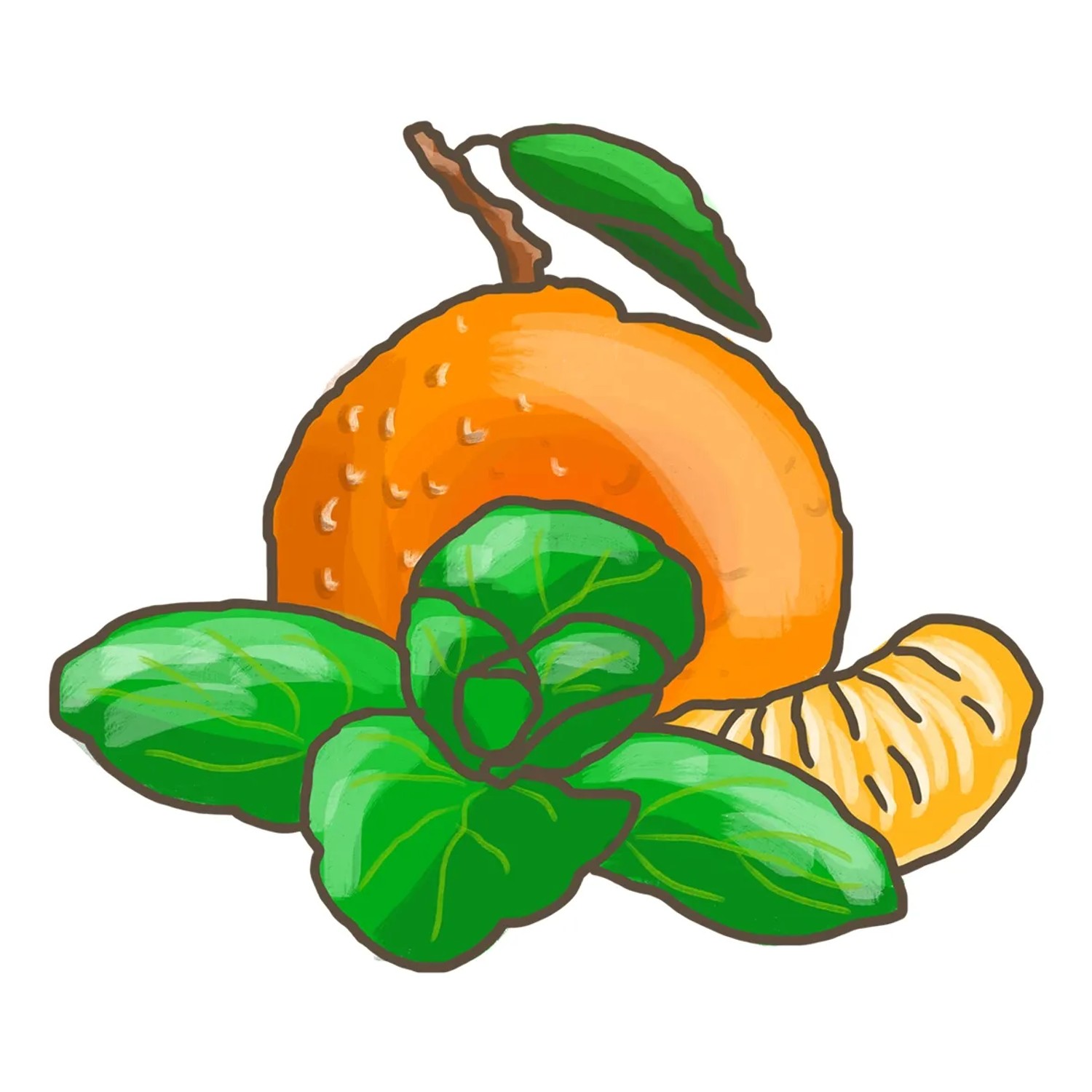 Illustration: Mandarine mit Minze, Küchenkräuter für Cocktails und Desserts.