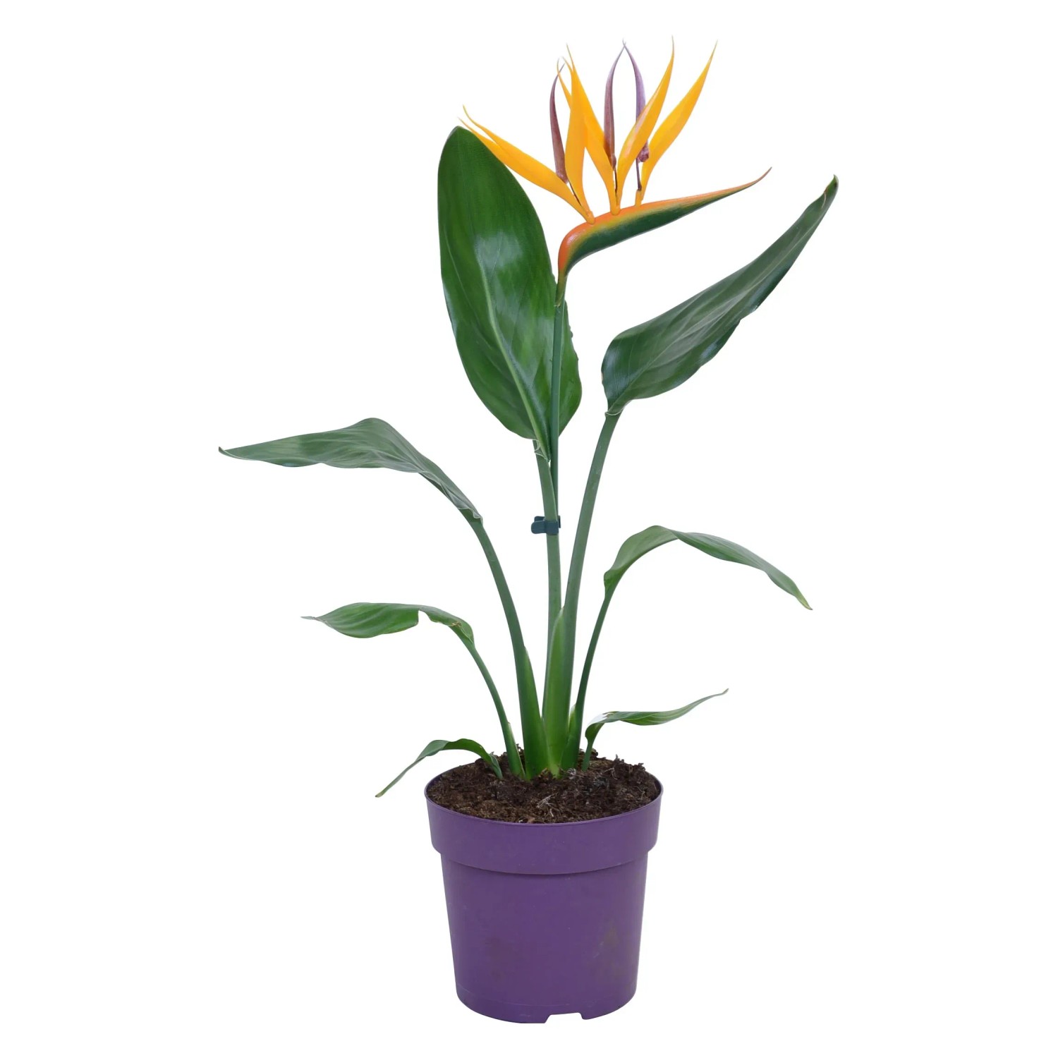 GROW by OBI Paradiesvogelblume mit Dekoblte Topf  ca. 13 cm Strelitzia  Reginae kaufen bei OBI