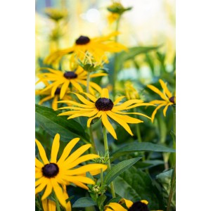 Leuchtend gelber Sonnenhut 'Little Gold Star' (Rudbeckia) im Topf, ca. 45-60 cm hoch.