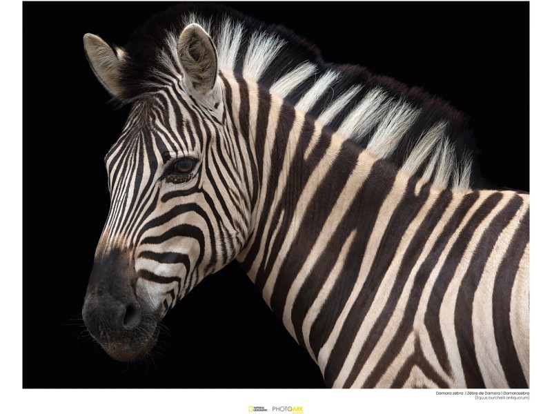 Wandbild x Damara Zebra gerollt 40 bei OBI cm Komar kaufen 30
