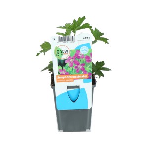 Sumpf-Storchschnabel Rosa im 9 cm Topf, Geranium palustris, mit grünen Blättern und rosa Blüten.