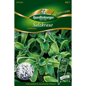 Quedlinburger Salzkraut Eisblume Saatgut: Einjährige, sukkulente Polsterpflanze für trockene Standorte.