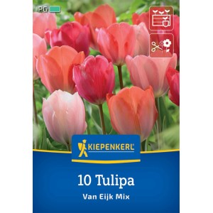 Kiepenkerl Darwin-Hybrid-Tulpen Van Eijk Mischung, rosa und rote Blüten.