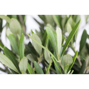 Nahaufnahme von grünen Blättern des Olivenbaums (Olea europaea) von GROW by OBI.