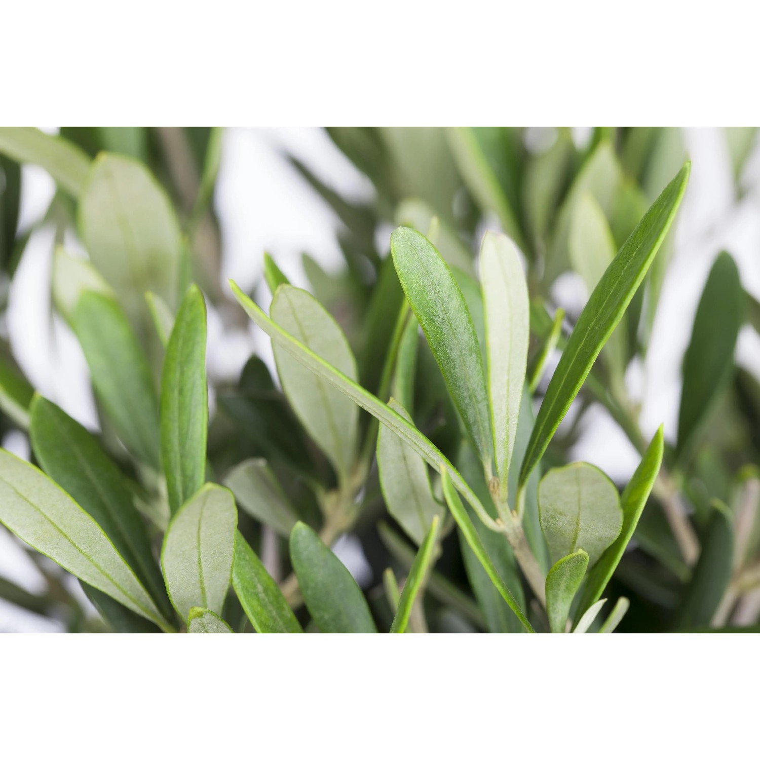 sansevieria für draußen Sansevieria Black Diamond kaufen – Green Me Up