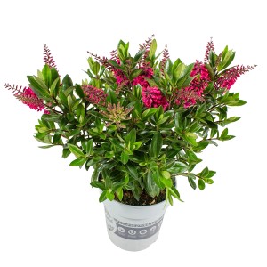 Strauchveronika All Blooms im Topf, Hebe andersonii mit pinken Blüten und grünen Blättern.