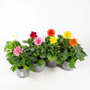 Verschiedenfarbige Dahlien im Topf, Grow by OBI, ca. 13 cm Topf-Ø. Stehpflanzen für Balkon und Garten.