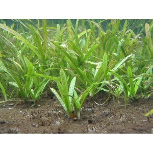 Dennerle Sagittaria Subulata Var. Pusilla Aquariumpflanze im Detail.