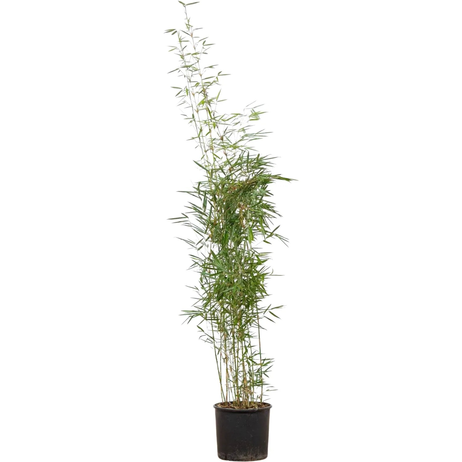 Gartenbambus Campbell im Topf, ca. 150-175 cm hoch, ideal für Hecken und als Solitär.