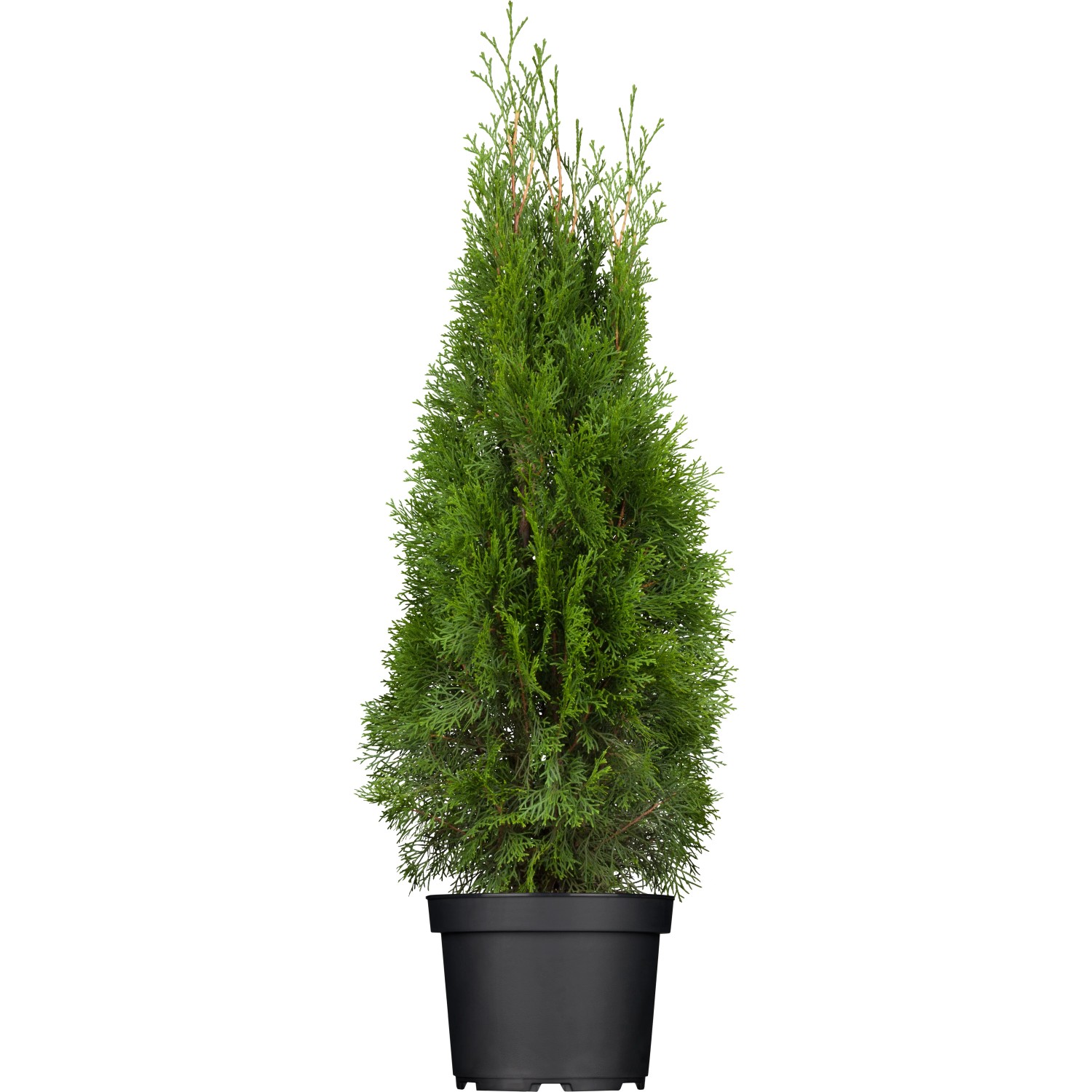 Thuja Smaragd 100 120 Cm
