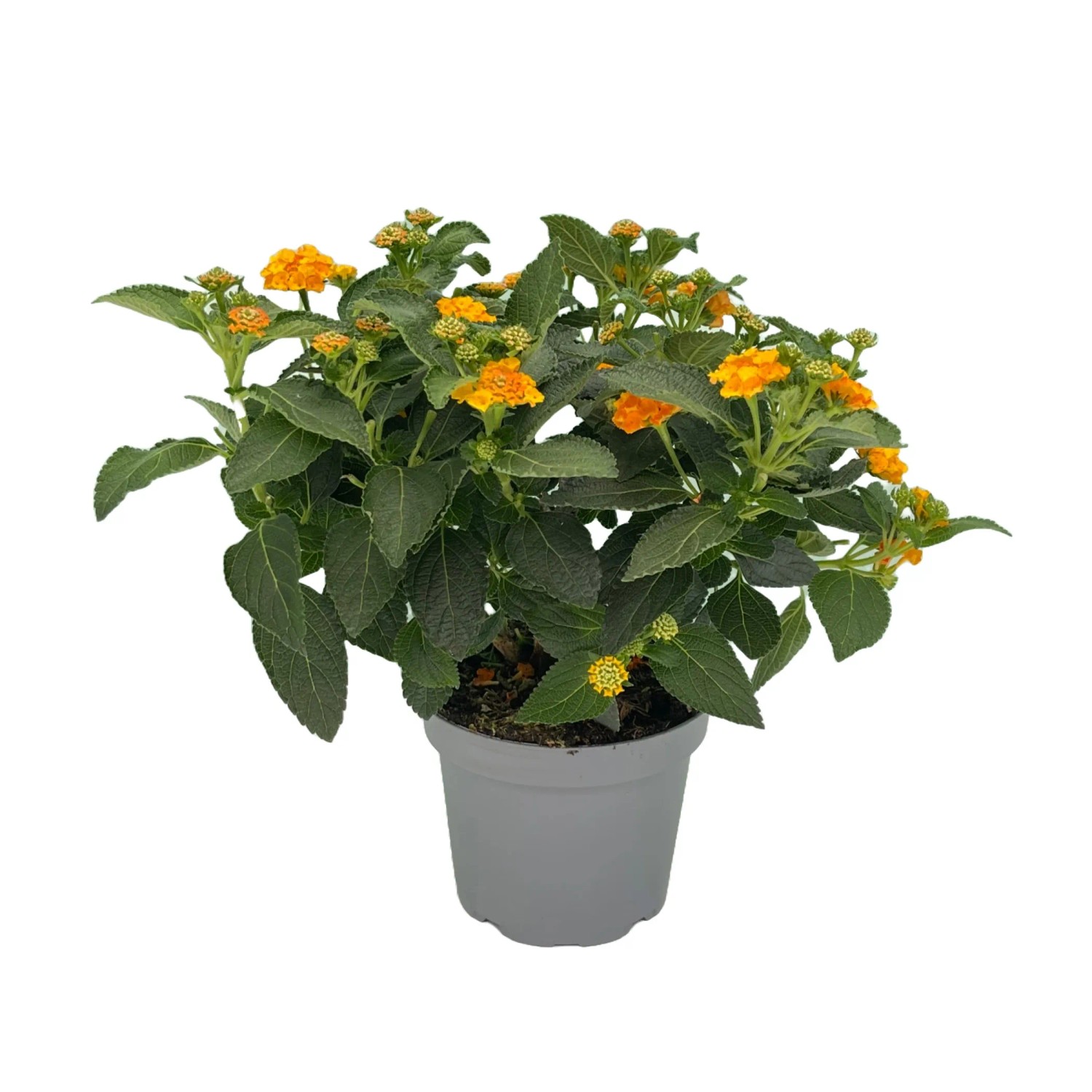 GROW by OBI Wandelrschen Orange Hhe ca. 15 cm Topf- ca. 12 cm Lantana  camara kaufen bei OBI