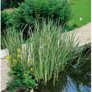 GROW by OBI Zwergkalmus "Variegatus" Topf-Ø ca. 12 cm Acorus grammineus