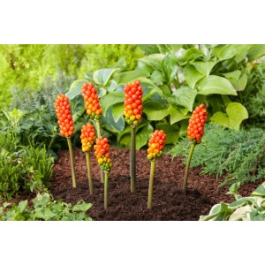 Aronstab (Arum italicum) mit roten Beeren im Gartenbeet. Dekorative Teichpflanze.