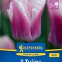 Kiepenkerl Gefranste Tulpe Siesta, rosa-weiße Blüte, 5 Stück.