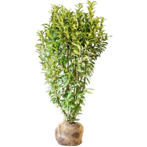 Kirschlorbeer Genolia Set, 15 Stück, ca. 175-200 cm hoch, Ballenware. Immergrüne Heckenpflanze.