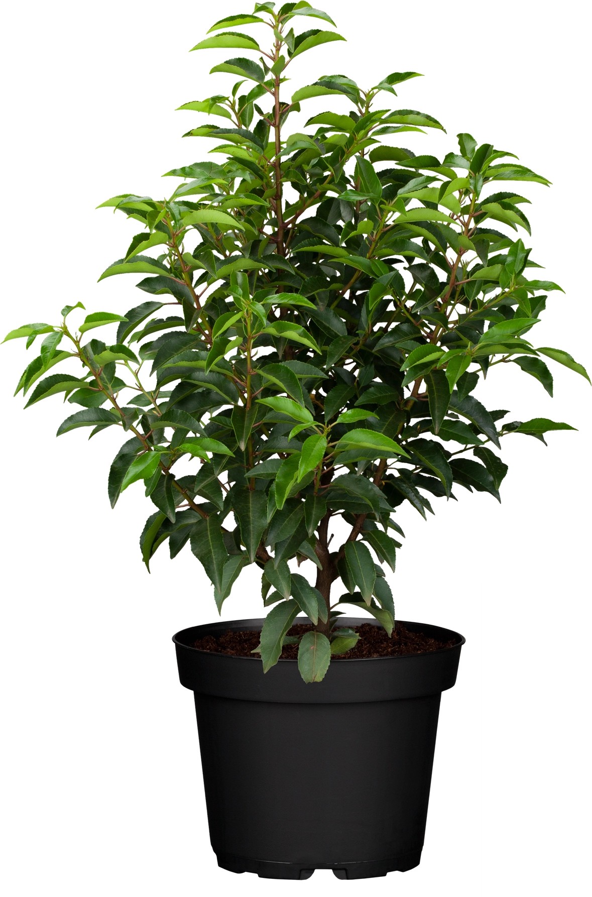 Portugiesischer Kirschlorbeer Prunus lusitanica kaufen bei OBI