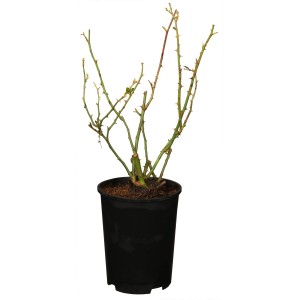 Rose für Balkon und Terrasse im Topf (ca. 4,6 l), noch ohne Blätter.