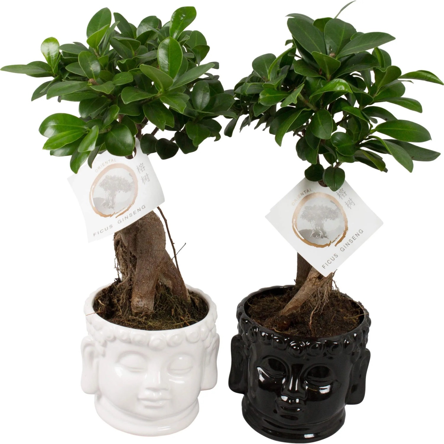 Bonsai "Ficus Ginseng" im Keramik-Gef Topf- ca. 15 cm kaufen bei OBI