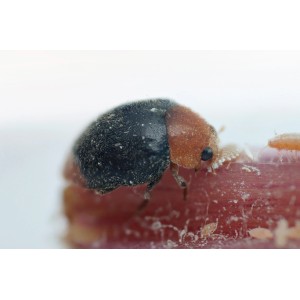 Australischer Marienkäfer (Crypton) zur biologischen Wolllausbekämpfung.