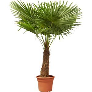 Hanfpalme (Trachycarpus fortunei) im Topf, ca. 100 cm hoch, von GROW by OBI.
