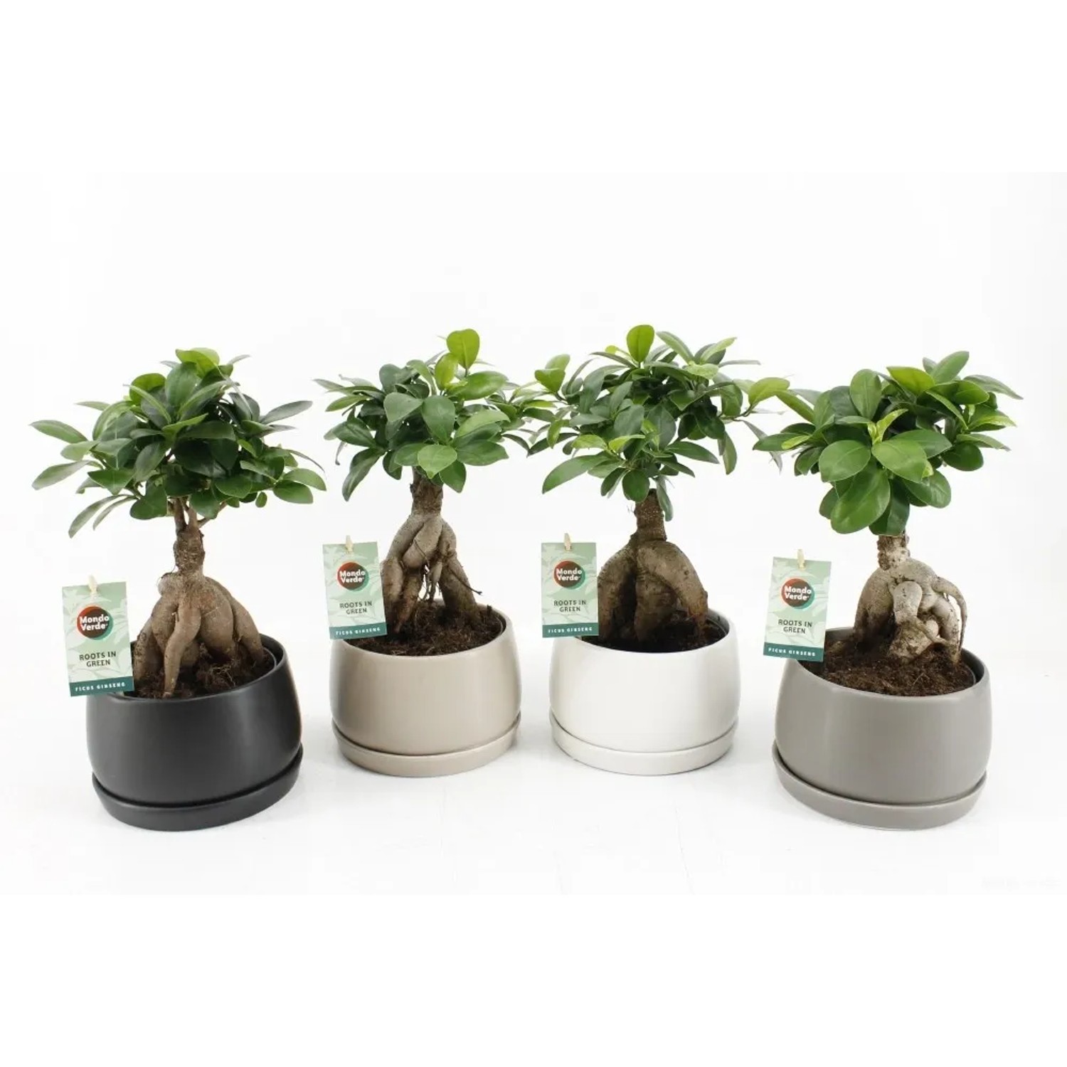Bonsai kaufen bei OBI