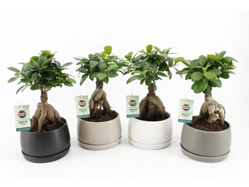 Bonsai Ficus Ca. 9 Jahre - Mit Keramiktopf (30-35 Cm)