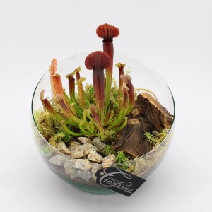 Schlauchpflanze Sarracenia Arrangement im Glas-Gefäß, Topf-Ø 20cm, mit Steinen und Holzdeko.