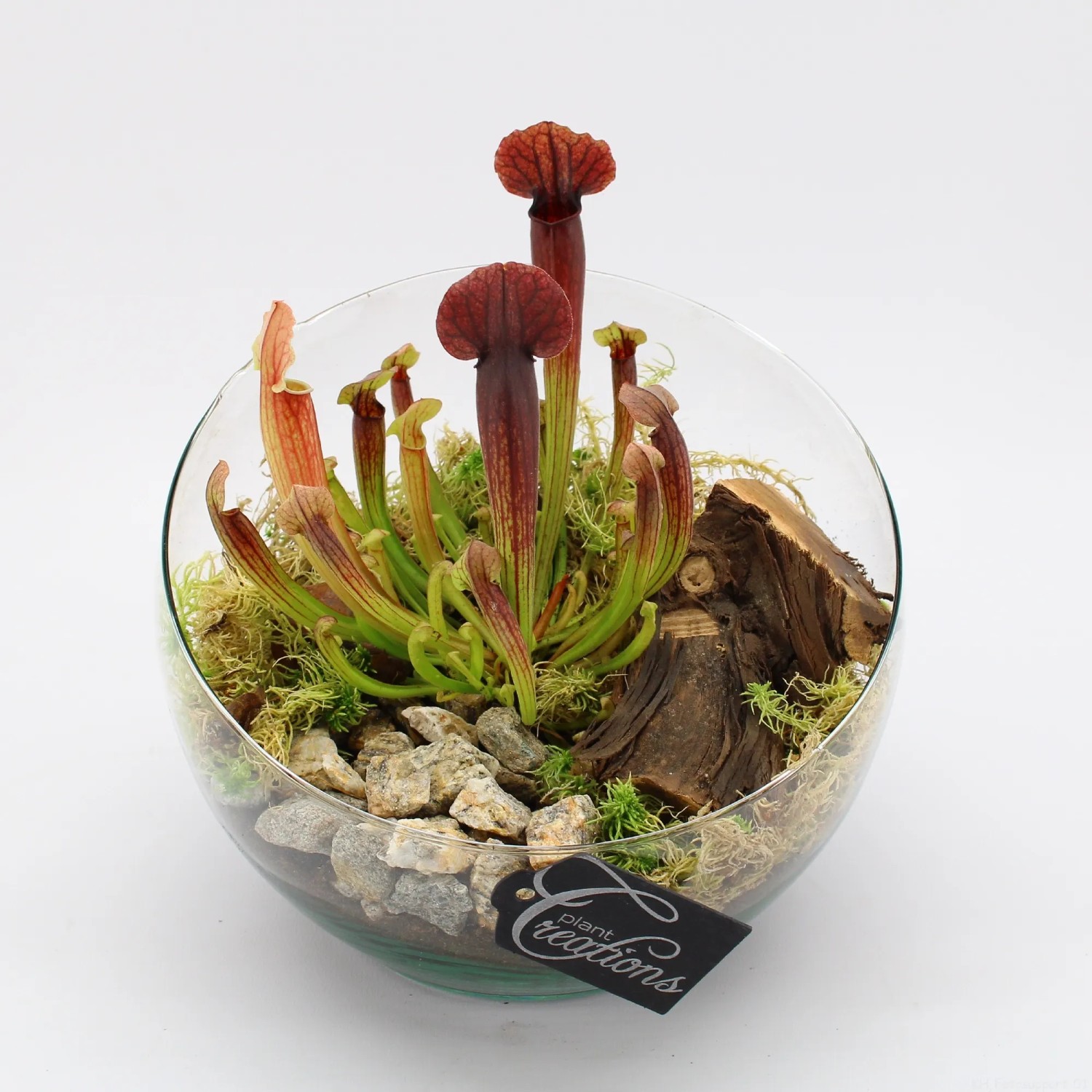 SchlauchpflanzeArrangement im GlasGefäß TopfØ ca. 20 cm Sarracenia