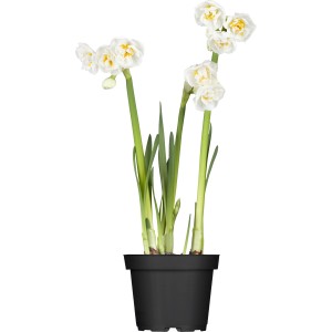 GROW by OBI Narzisse Bridal Crown mit cremeweißen, gefüllten Blüten im Topf.