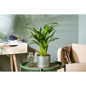 Goldfruchtpalme (Areca) im Topf, Höhe 60-80 cm, als Zimmerpflanze auf Tisch.