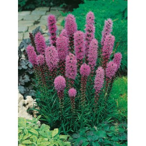 Violette Prachtscharte 'Kobold' (Liatris spicata) im Topf, eine bienenfreundliche Staude für sonnige Standorte.