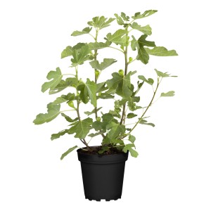 Junge Feige (Ficus carica) im Topf, ca. 30-40 cm hoch, mit grünen Blättern und kleinen Früchten.