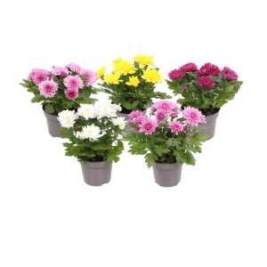 Chrysanthemen Double Mix im Topf, verschiedene Farben.