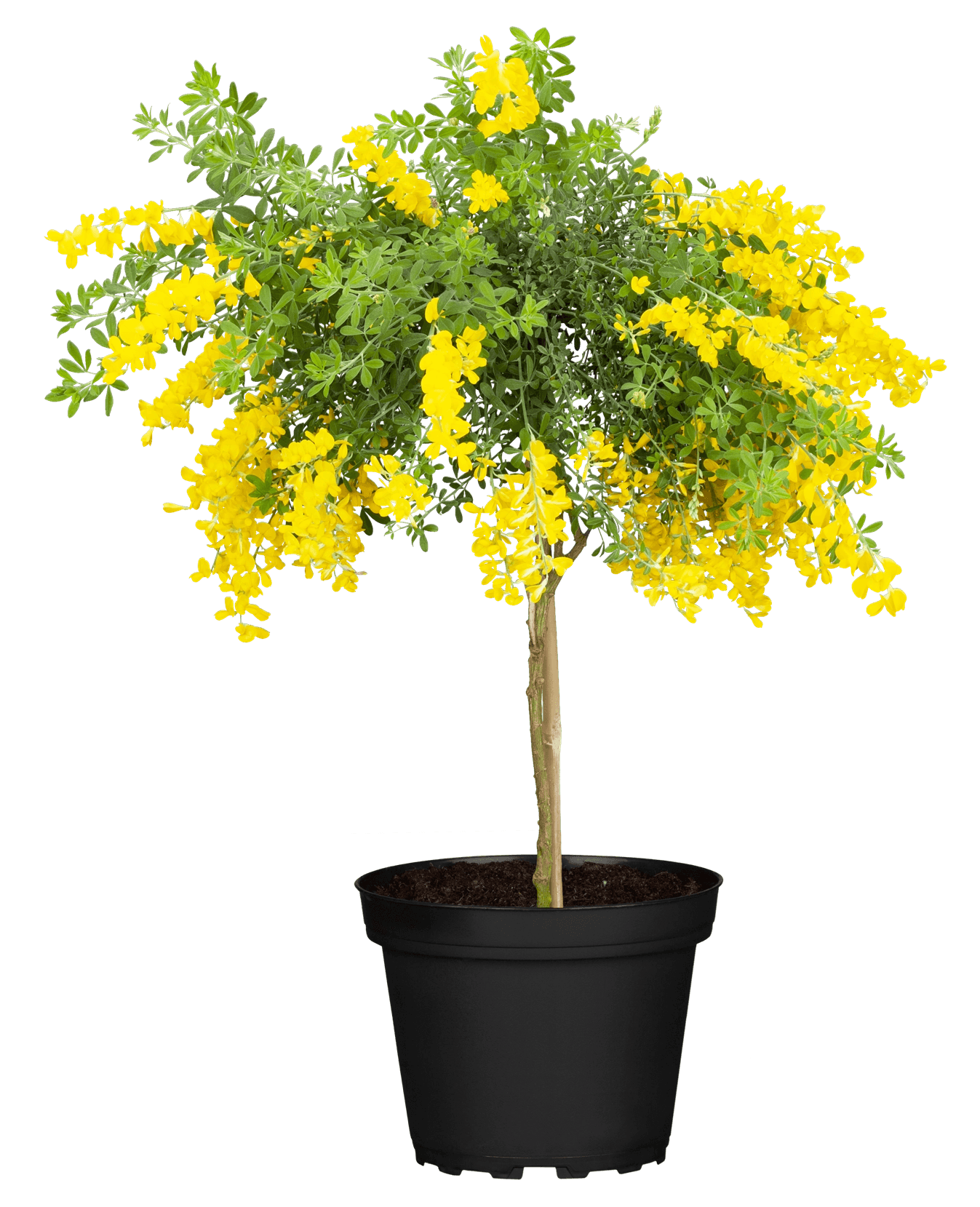 Kubelpflanze Edelginster Gelb Stämmchen TopfØ ca. 19 cm Cytisus