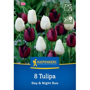 Kiepenkerl Tulpen-Mix Day & Night, 8 Blumenzwiebeln mit weißen und dunkelvioletten Blüten.