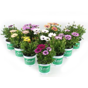 Verschiedenfarbige Kapkörbchen (Osteospermum) im 10,5 cm Topf, ideal für Beet, Kübel und Balkon.