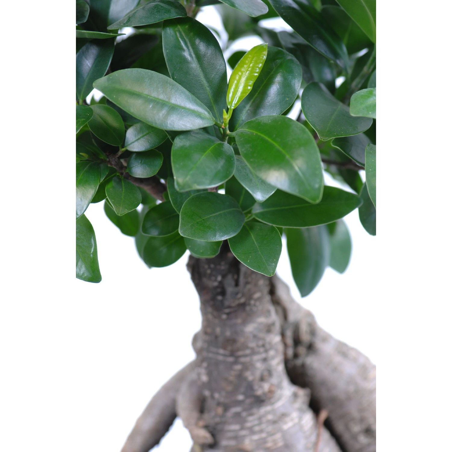 Bonsai Ficus "Ginseng" Hhe ca. 65 - 80 cm Topf- 25 cm Ficus microcarpa  kaufen bei OBI