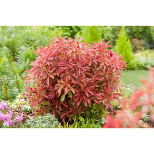 Schattenglöckchen 'Mountain Fire' mit leuchtend rotem Austrieb im Garten.